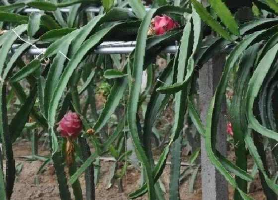 植物常识问题|火龙果怎么种植盆栽  有哪些种植技术和技巧