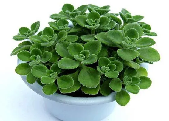 植物常识问题|分享碰碰香的养殖方法