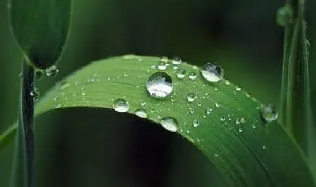 植物常识问题|白露下雨后雨水多会影响农作物吗（白露这天下雨说法 ）