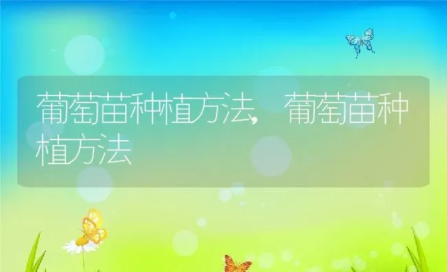 葡萄苗种植方法,葡萄苗种植方法 | 养殖常见问题