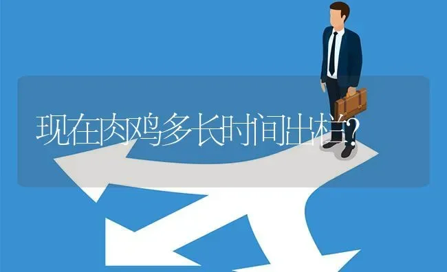 现在肉鸡多长时间出栏? | 养殖问题解答