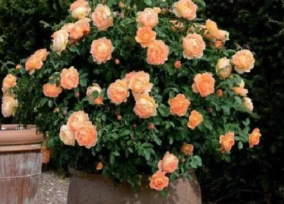 植物常识问题|休眠的月季花养护方法