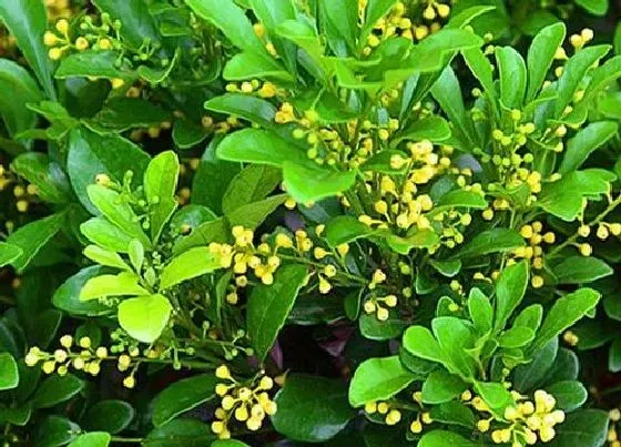 植物常识问题|米兰花怎么养护不断开花