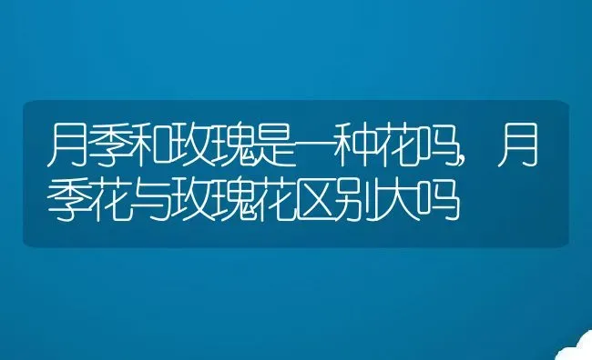 月季和玫瑰是一种花吗,月季花与玫瑰花区别大吗 | 养殖常见问题