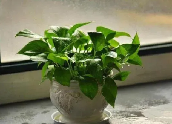 植物常识问题|绿萝怎么养护爆盆