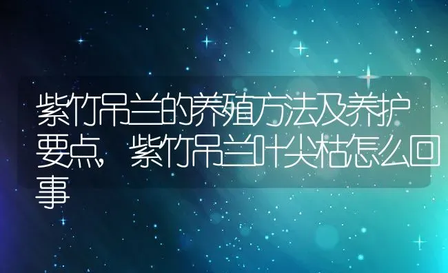 紫竹吊兰的养殖方法及养护要点,紫竹吊兰叶尖枯怎么回事 | 养殖常见问题