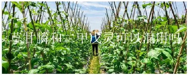 草甘膦和二甲戊灵可以混用吗 | 农业常识