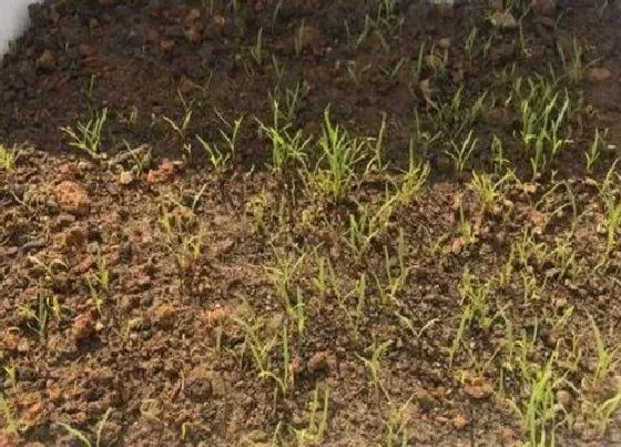 植物常识问题|胡萝卜种植时间及技术要点（露地种植胡萝卜注意什么）
