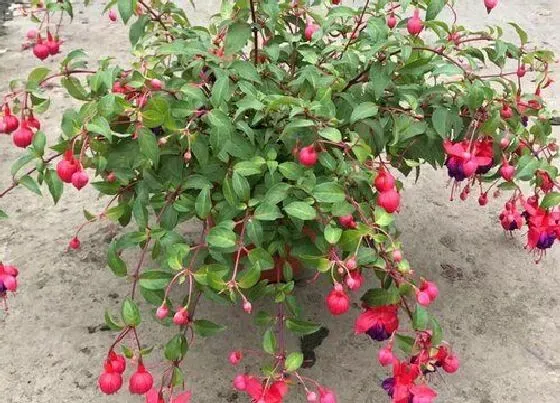 植物常识问题|倒挂金钟夏季怎么养护比较好（倒挂金钟过夏天养护绝招）