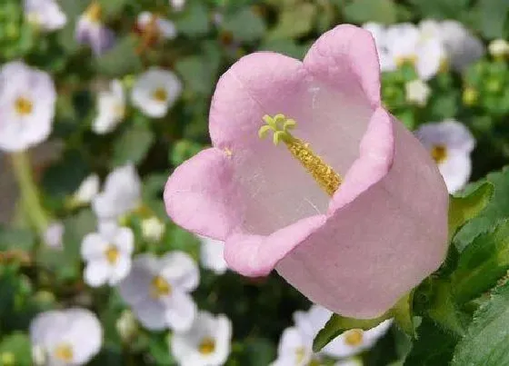 植物常识问题|风铃花有毒吗