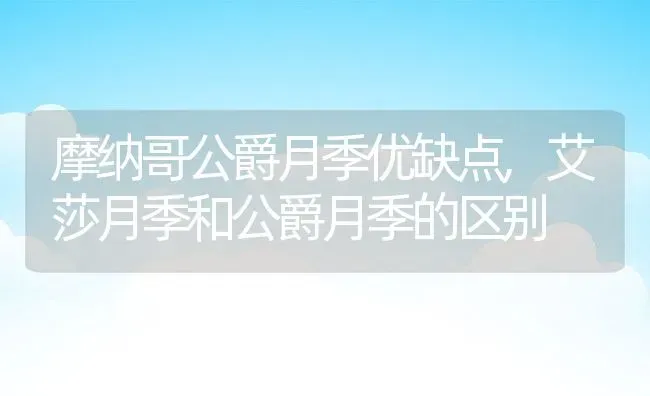 摩纳哥公爵月季优缺点,艾莎月季和公爵月季的区别 | 养殖常见问题