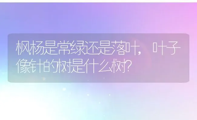 枫杨是常绿还是落叶,叶子像针的树是什么树？ | 养殖常见问题