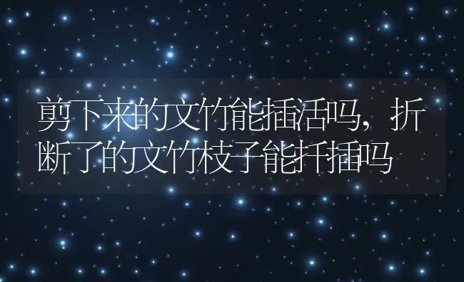 剪下来的文竹能插活吗,折断了的文竹枝子能扦插吗 | 养殖常见问题