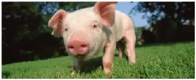 猪饲料配方常用饲料原料 | 三农答疑