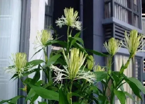 植物常识问题|招财树的寓意是什么意思  有哪些风水作用