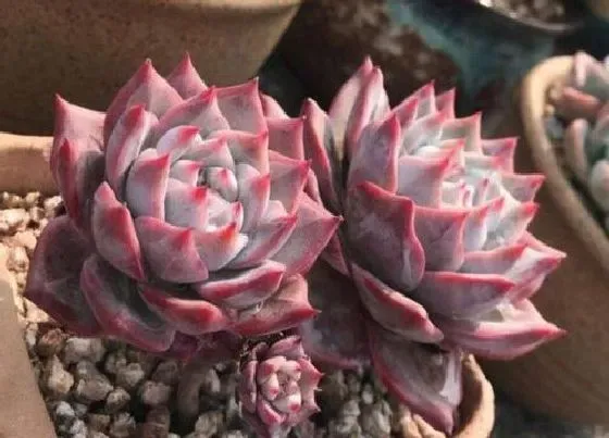 植物常识问题|如何判断多肉有没有长出新根