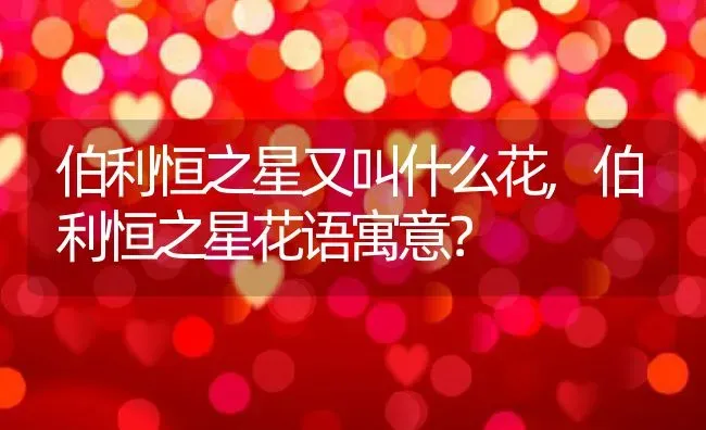 伯利恒之星又叫什么花,伯利恒之星花语寓意？ | 养殖常见问题