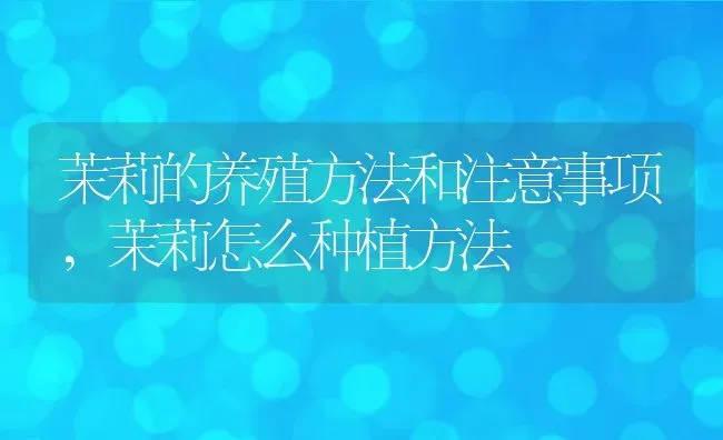 茉莉的养殖方法和注意事项,茉莉怎么种植方法 | 养殖常见问题