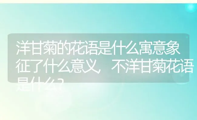 洋甘菊的花语是什么寓意象征了什么意义,不洋甘菊花语是什么？ | 养殖常见问题