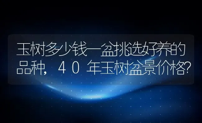 玉树多少钱一盆挑选好养的品种,40年玉树盆景价格？ | 养殖常见问题