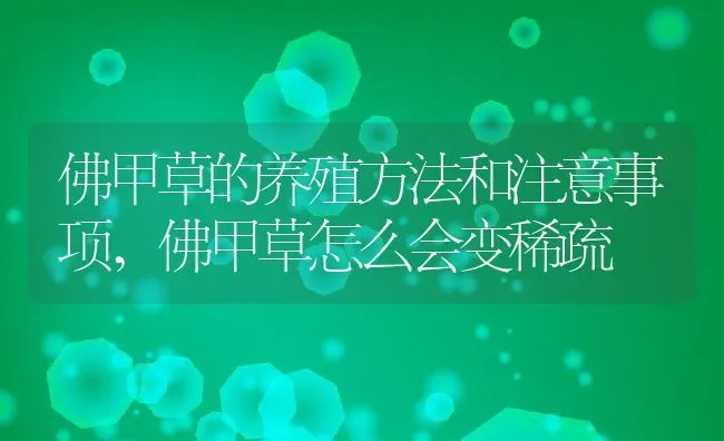 佛甲草的养殖方法和注意事项,佛甲草怎么会变稀疏 | 养殖常见问题