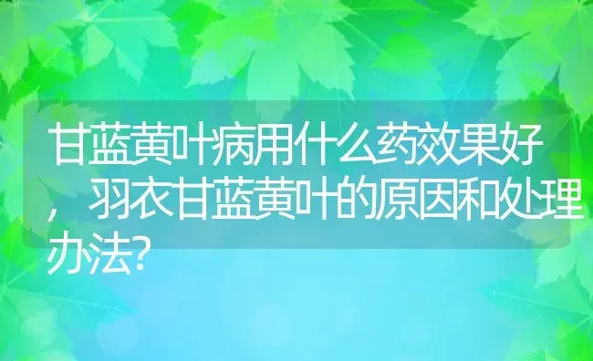 甘蓝黄叶病用什么药效果好,羽衣甘蓝黄叶的原因和处理办法？ | 养殖常见问题