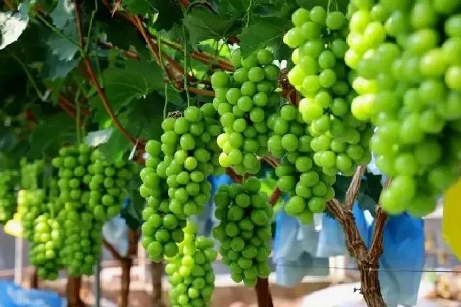 植物常识问题|葡萄种植该在哪些时期浇水？该怎么浇？