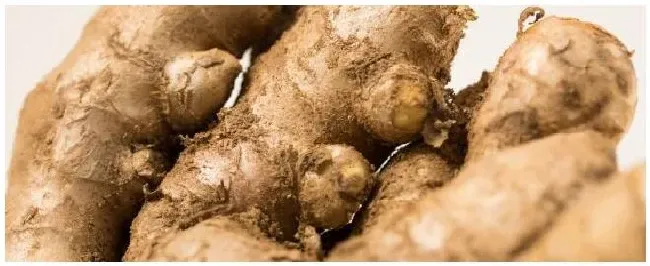 生姜的种植方法技术 | 生活常识