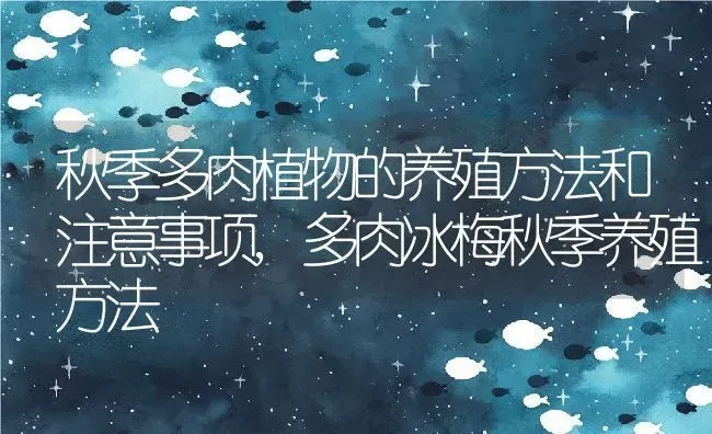 秋季多肉植物的养殖方法和注意事项,多肉冰梅秋季养殖方法 | 养殖常见问题