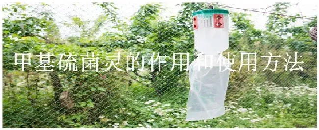 甲基硫菌灵的作用和使用方法 | 农业问题