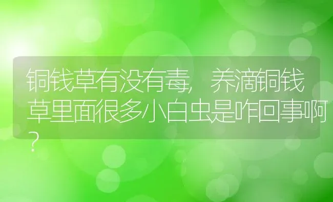 铜钱草有没有毒,养滴铜钱草里面很多小白虫是咋回事啊？ | 养殖常见问题