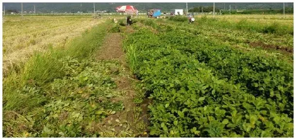 春花生什么时候打控旺药 | 农业问题