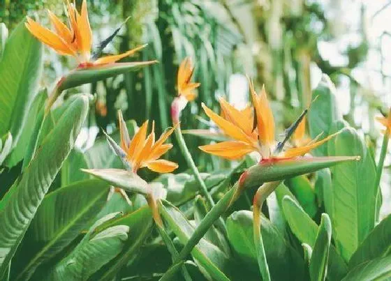 植物常识问题|天堂鸟怕晒吗 属于喜阴还是喜阳植物