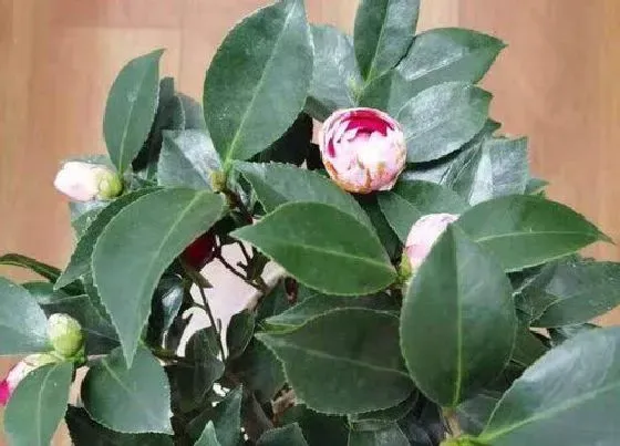 植物常识问题|茶花有哪些施肥技巧