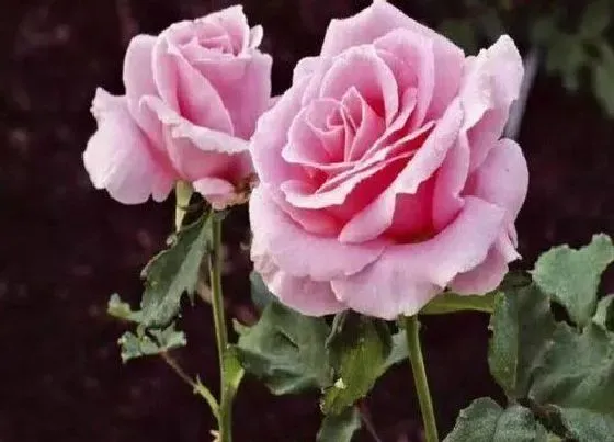 植物常识问题|月季花春天如何养护开花旺