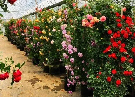 植物常识问题|休眠的月季花养护方法