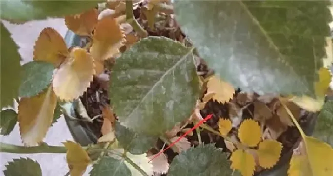 植物常识问题|果汁阳台叶子发黄怎么办（果汁阳台黄叶掉落怎么回事）