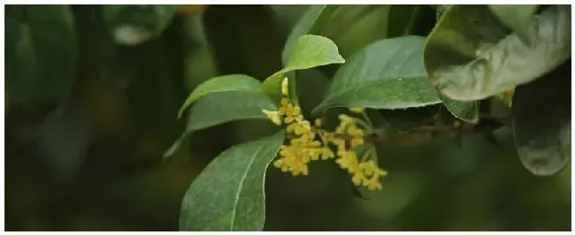 桂花树的种植 | 三农问答