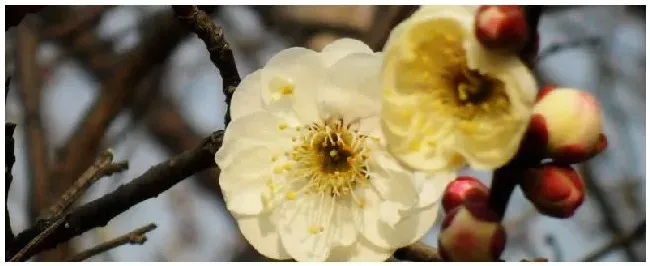 梅花不开花的原因？梅花为什么不开花 | 农业问题