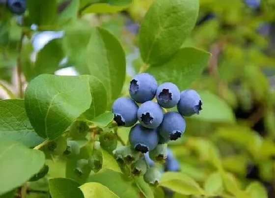 植物常识问题|蓝莓怎么养殖一年开花就结果