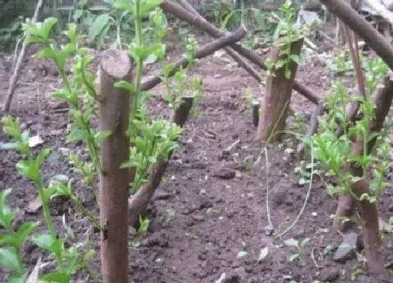 植物常识问题|花卉快速生根的方法有哪些