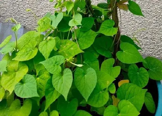 植物常识问题|牵牛花为什么不开花只长叶子 牵牛花不开花是什么样子