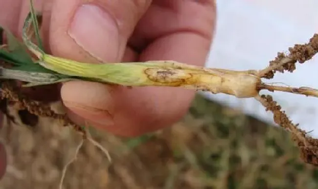 植物常识问题|小麦纹枯病防治方法与关键措施（小麦纹枯病用什么药拌种）
