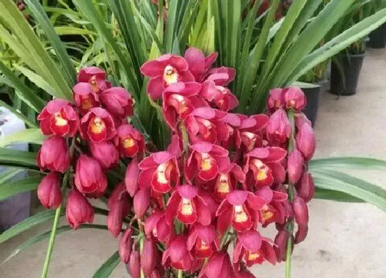 植物常识问题|兰花上盆后什么情况不能马上浇定根水