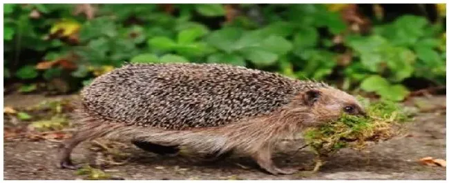 冬天刺猬怎么过冬 | 三农问答