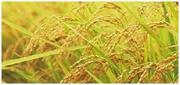 小麦红蜘蛛用什么药有效 | 农业常识