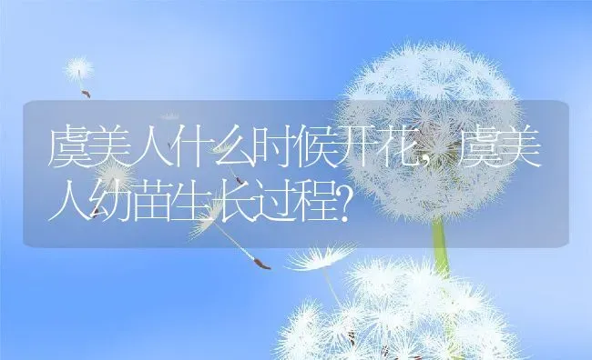 虞美人什么时候开花,虞美人幼苗生长过程？ | 养殖常见问题