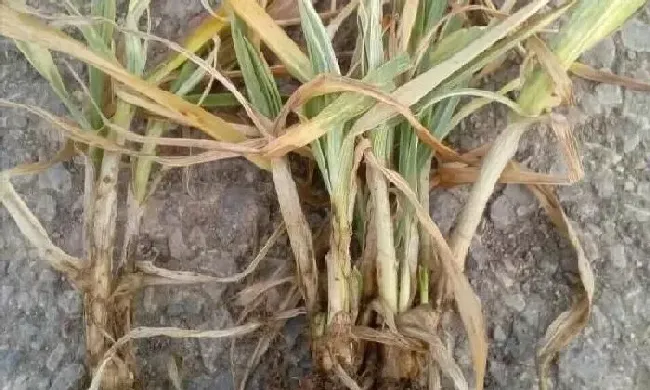 植物常识问题|小麦纹枯病防治方法与关键措施（小麦纹枯病用什么药拌种）