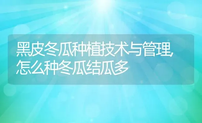 黑皮冬瓜种植技术与管理,怎么种冬瓜结瓜多 | 养殖常见问题
