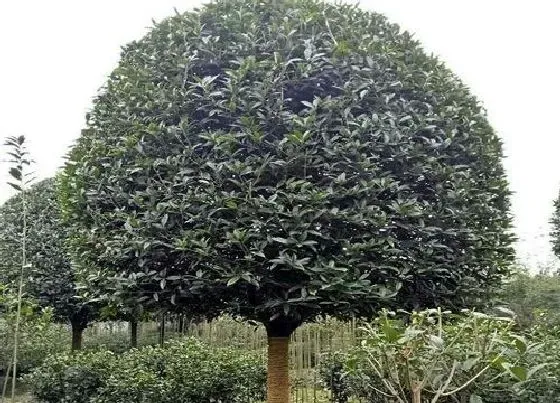 植物常识问题|屋后种什么树有靠山风水好 房子后面栽什么树合适